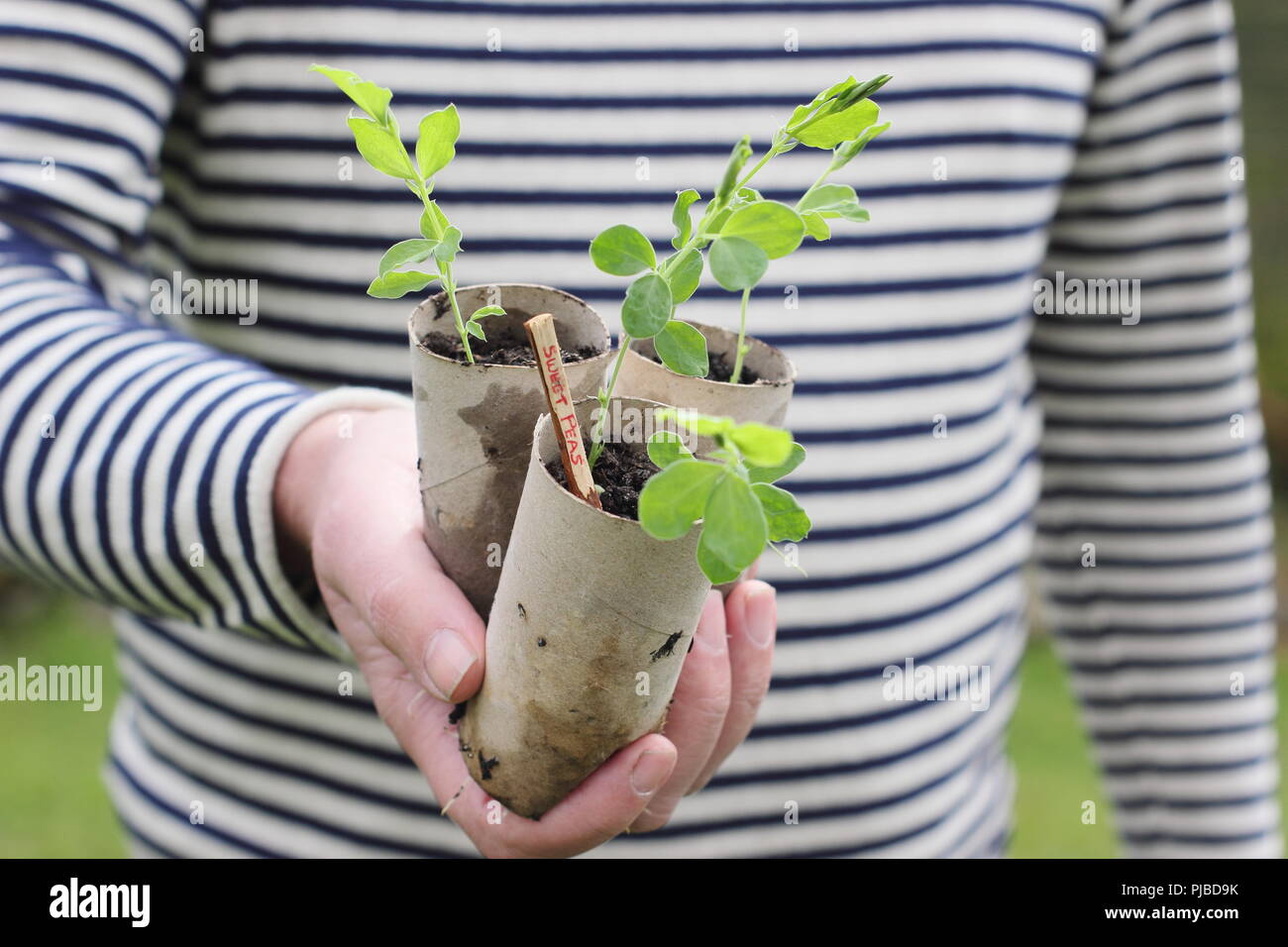 Lathyrus odoratus. Les semis de pois semés en tubes de carton prêt pour planter dehors à la fin du printemps, UK Banque D'Images