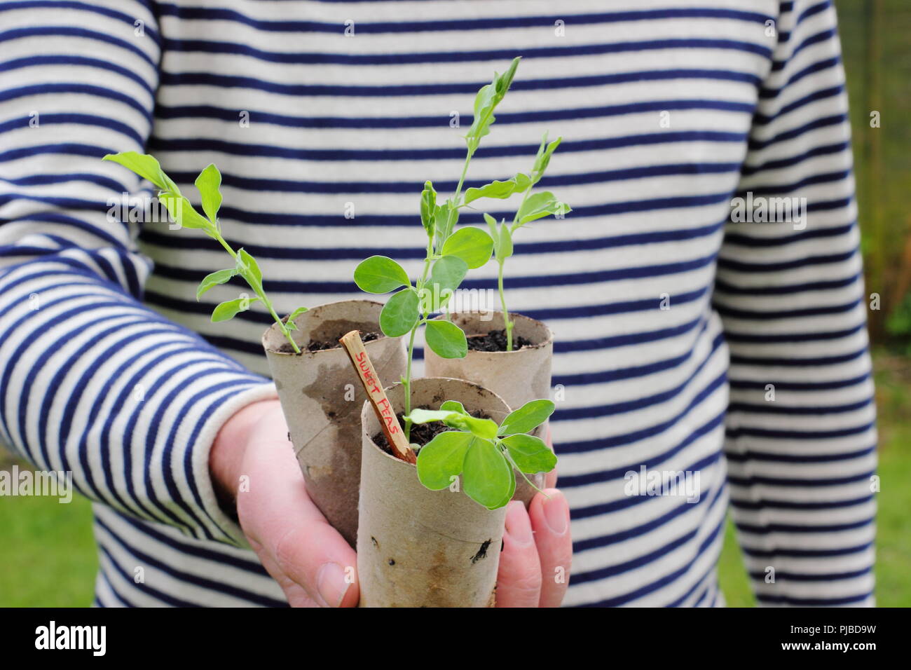 Lathyrus odoratus. Les semis de pois semés en tubes de carton prêt pour planter dehors à la fin du printemps, UK Banque D'Images