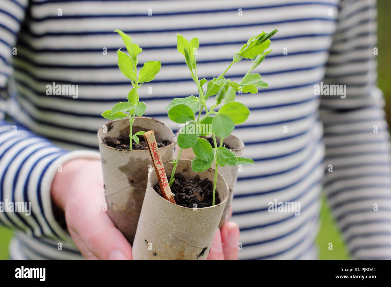 Lathyrus odoratus. Les semis de pois semés en tubes de carton prêt pour planter dehors à la fin du printemps, UK Banque D'Images