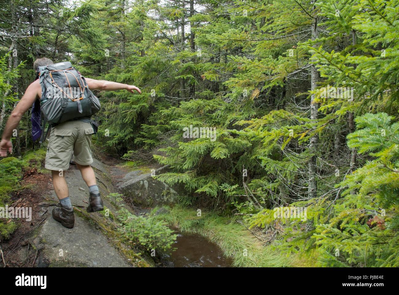 Les randonneurs vers le sud sur le sentier des Appalaches (Kinsman Ridge Trail) dans les Montagnes Blanches du New Hampshire font leur chemin à travers une section de la t Banque D'Images