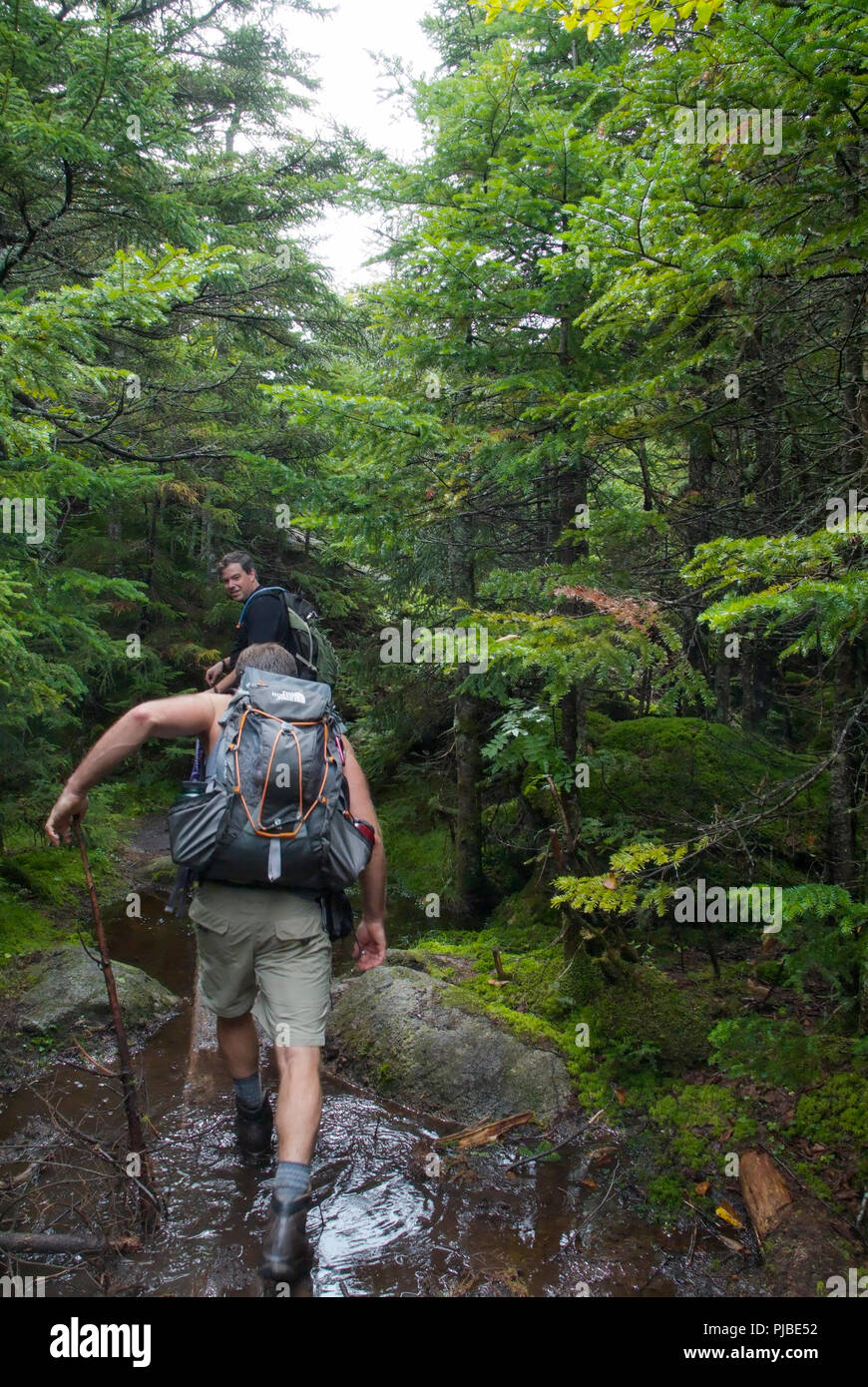Les randonneurs vers le sud sur le sentier des Appalaches (Kinsman Ridge Trail) dans les Montagnes Blanches du New Hampshire font leur chemin à travers une section de la t Banque D'Images