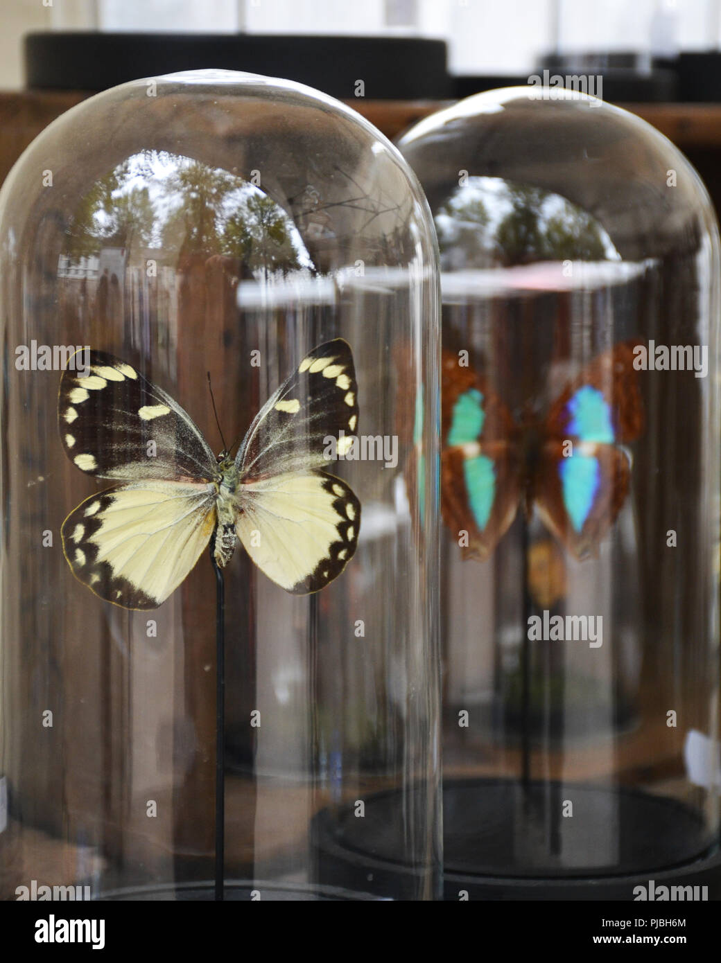 Les papillons dans une cloche transparente Banque D'Images