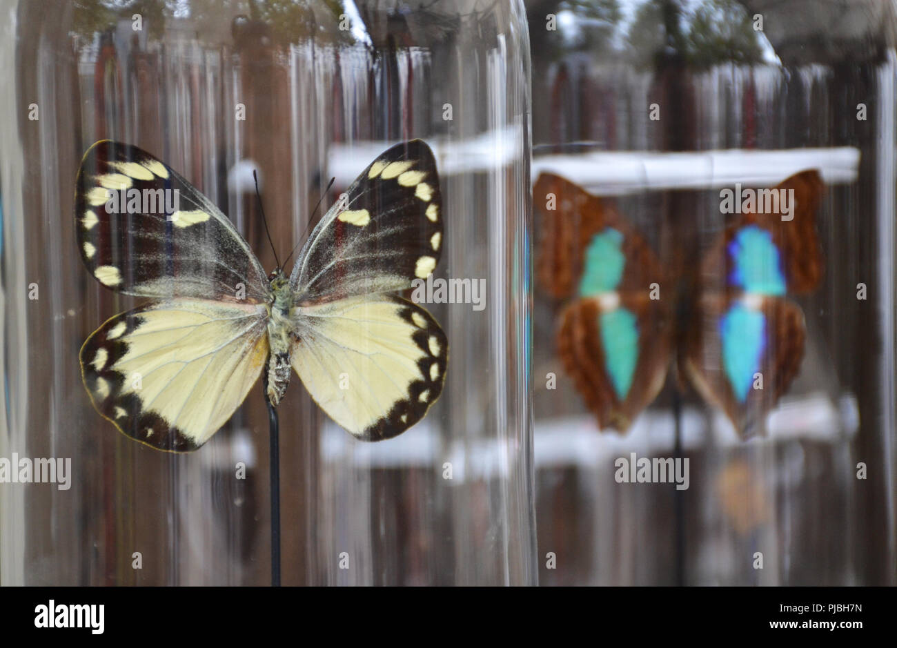 Les papillons dans une cloche transparente Banque D'Images