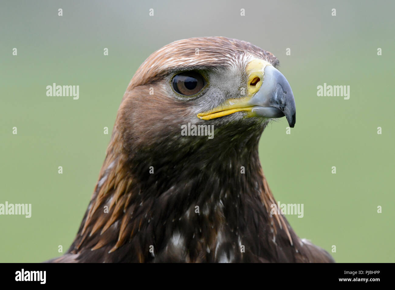 Aigle d’or Banque D'Images