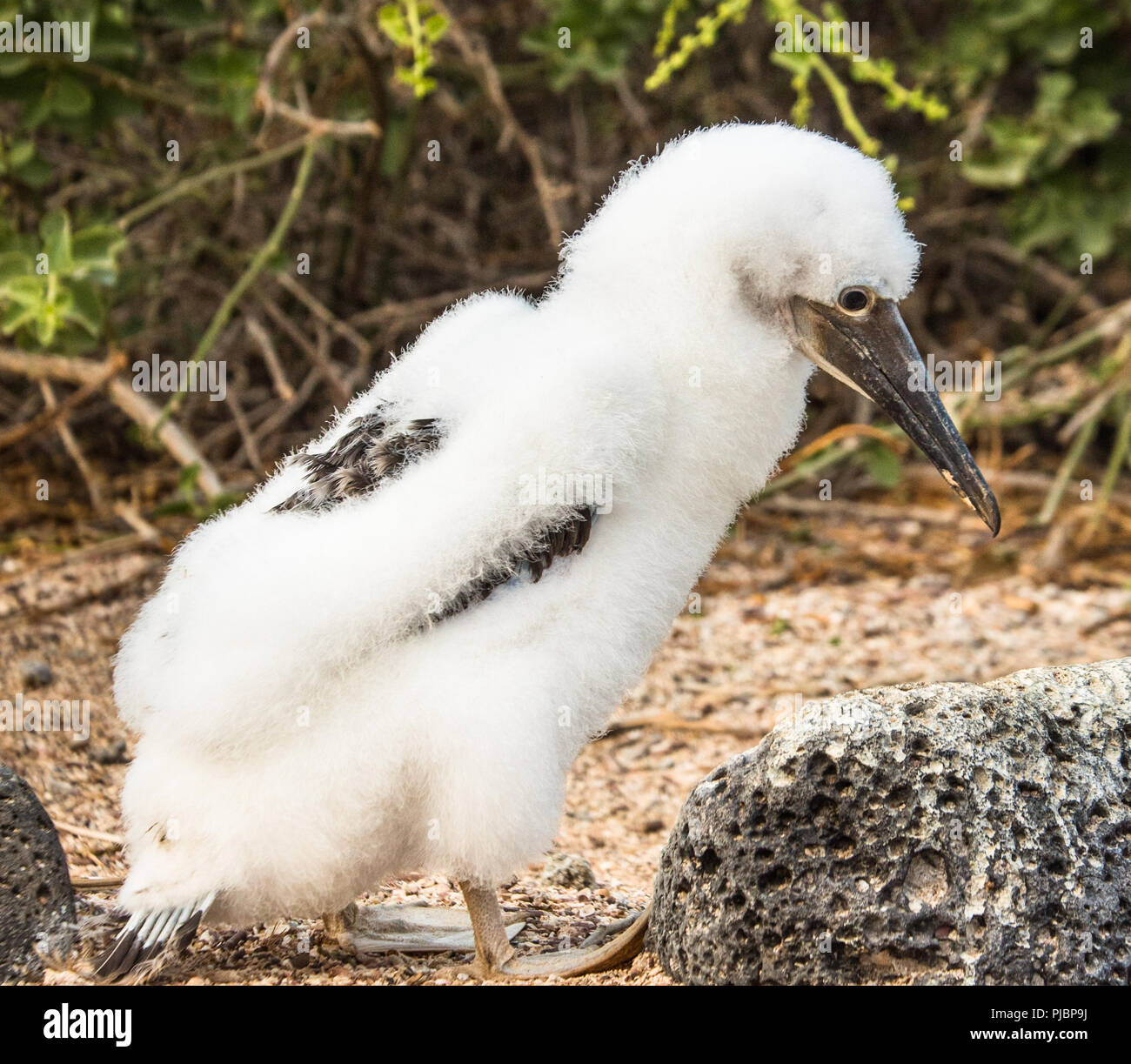 Fou à pieds bleus mue juvenile poussin. Isla Lobos, Galapagos, Equateur Banque D'Images