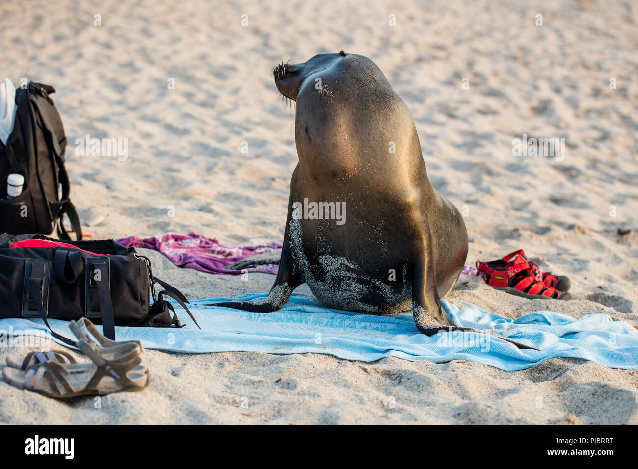 Curieux et préparé le Lion de mer Galapagos profiter d'une journée à la plage remplie de beach blanket, sandales, sac à dos Banque D'Images