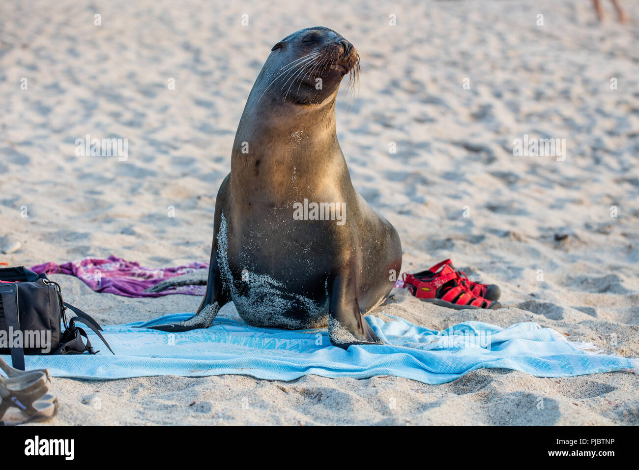 Curieux et préparé le Lion de mer Galapagos profiter d'une journée à la plage remplie de beach blanket, sandales, sac à dos Banque D'Images