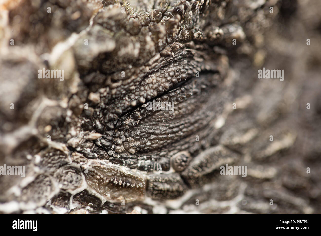 Close up of Marine Iguana Eye Banque D'Images