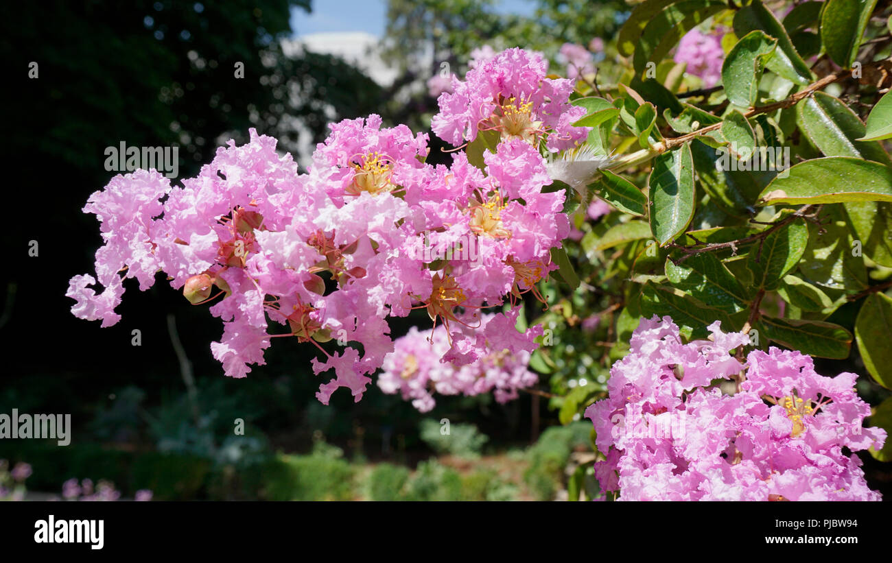 Jupiter les branches d'arbres avec des fleurs 1. Banque D'Images