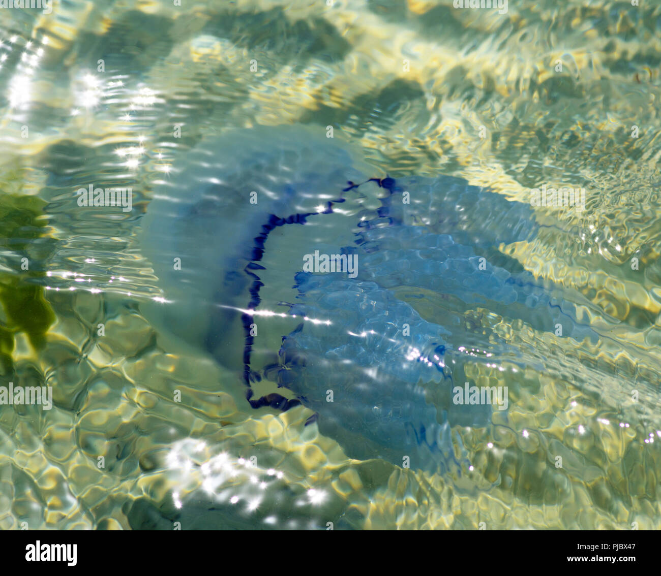 Les méduses de la mer blanche sous l'eau, de prise de vue de dessus Banque D'Images