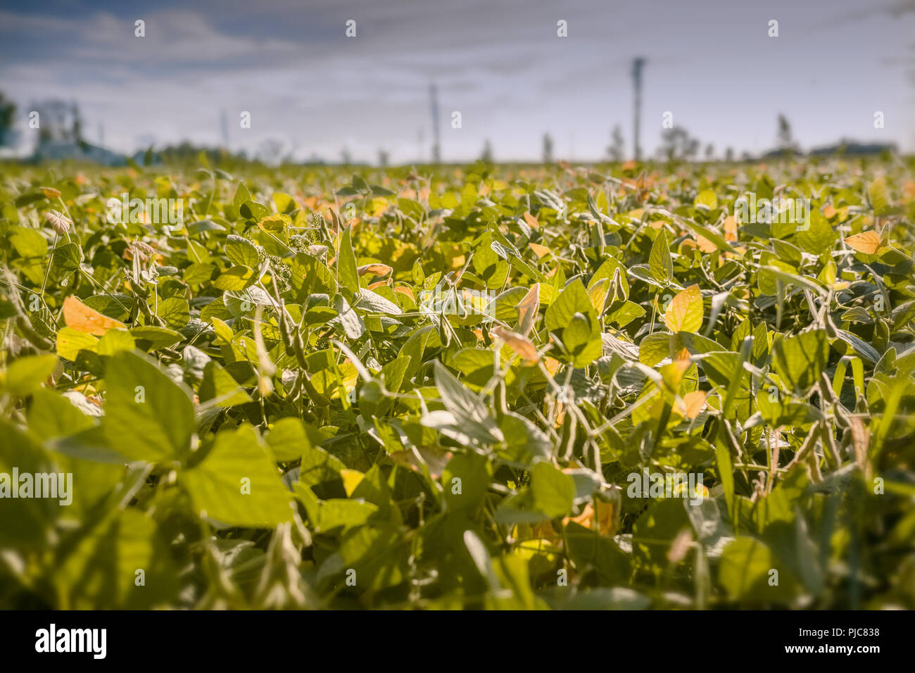 Un champ de soja vu dans l'après-midi. Banque D'Images