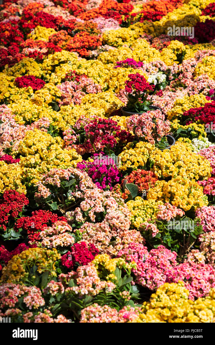 République islamique d'Iran. La province du Fars. Shiraz. Le Jardin d'Eram . Des fleurs. Banque D'Images