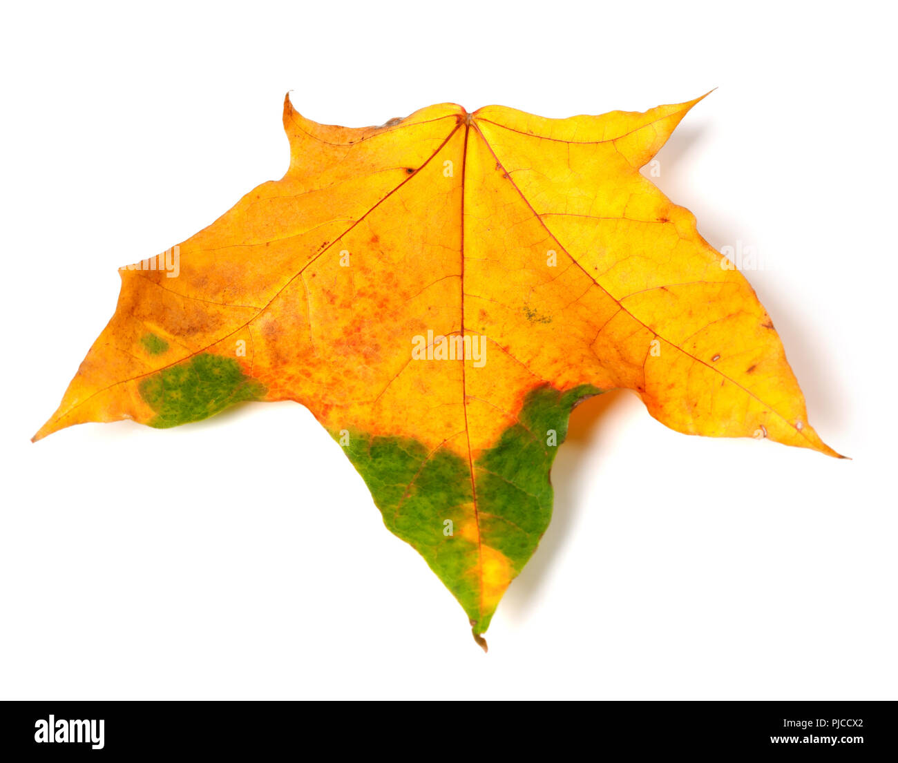 Feuille d'érable d'automne multicolore isolé sur fond blanc Banque D'Images