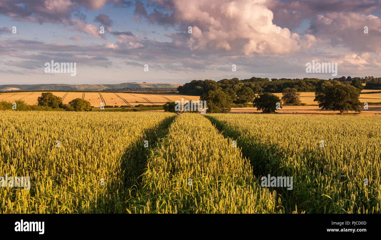 Champs de blé d'or regarder dans la lumière du soleil du soir dans le paysage agricole de la vallée de Blackmore en Amérique du Dorset, Angleterre. Banque D'Images
