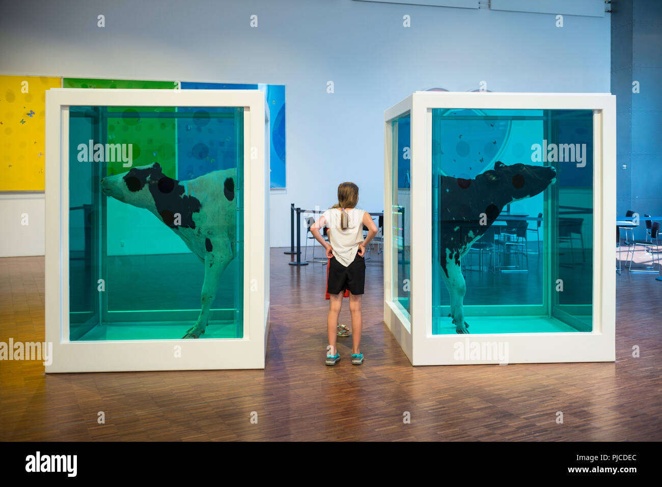 Copenhague. Le Danemark. Musée d'art moderne Arken Ishøj dans. Enfant à la recherche de vaches dans le formaldéhyde, l'installation par Damien Hirst, intitulé le paradoxe de l'amour ( Banque D'Images