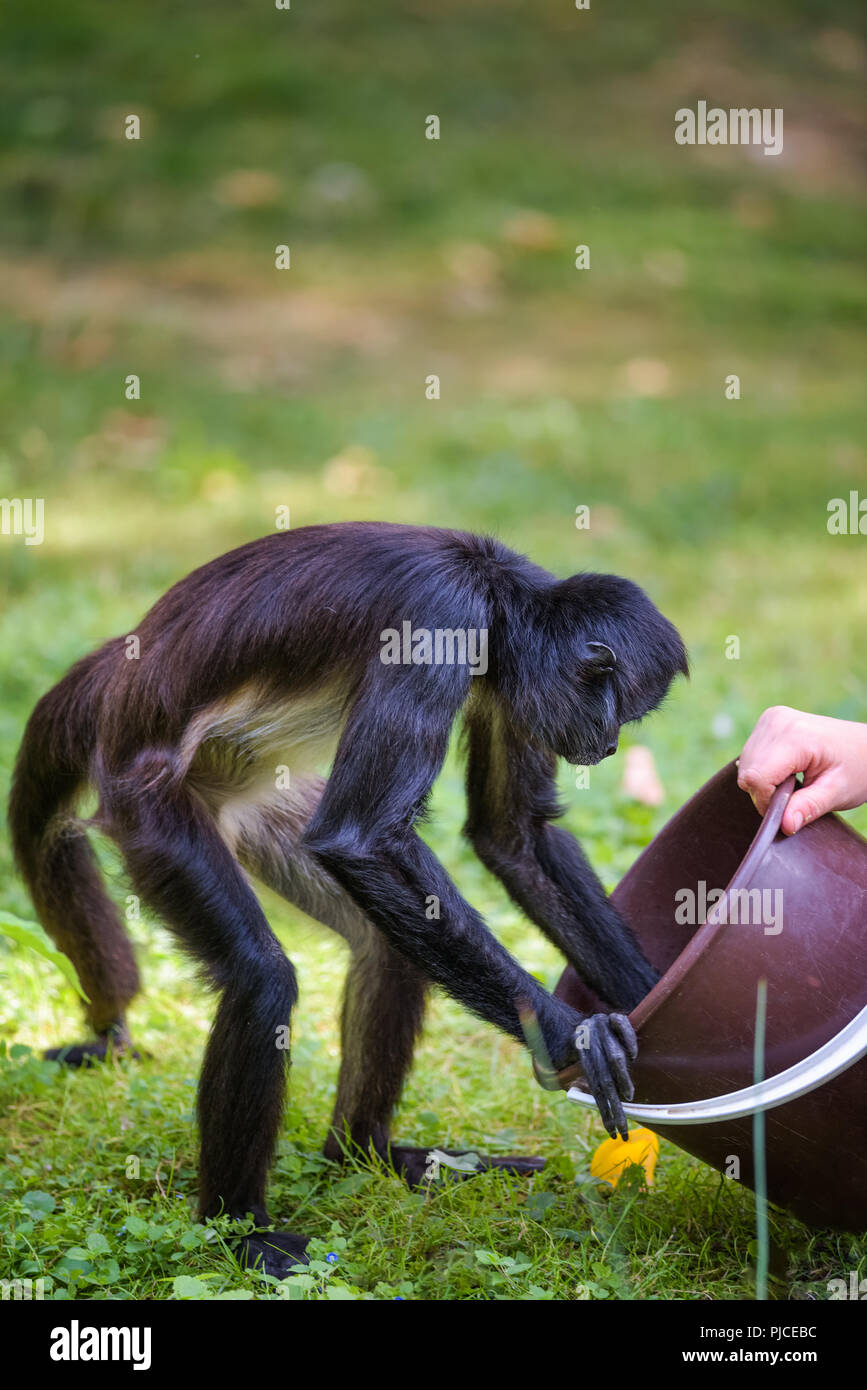 Singe-araignée être nourris par un gardien Banque D'Images