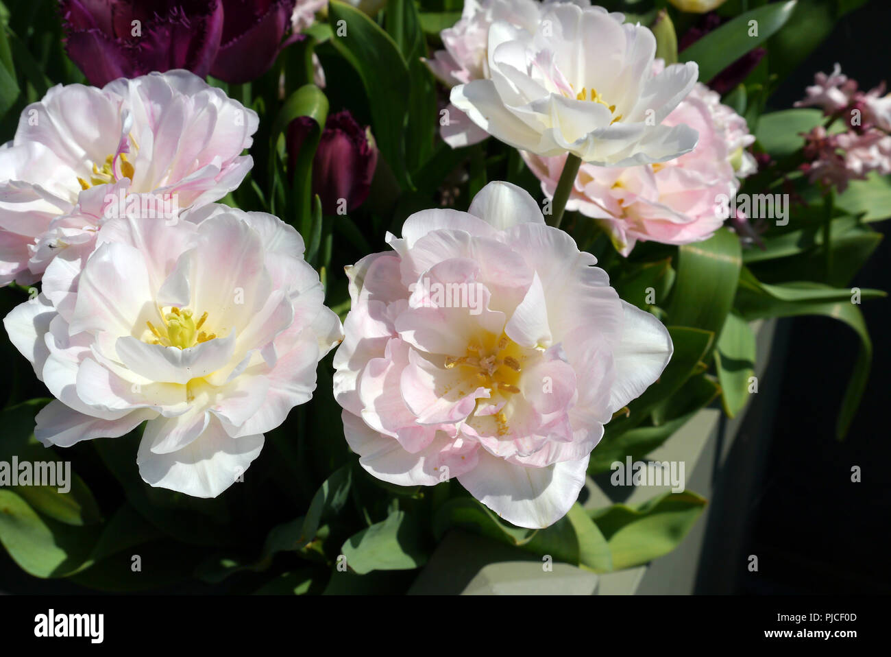 Double tulipes rose pâle fin 'angélique' sur l'affichage à l'RHS Garden Harlow Carr, Harrogate, Yorkshire. Angleterre, Royaume-Uni Banque D'Images