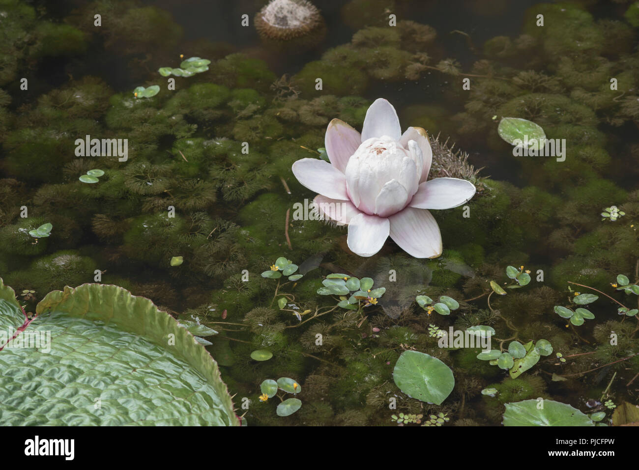 Nénuphar géant fleur ou Victoria Amazonica en étang Banque D'Images Nénuphar géant fleur ou Victoria Amazonica en étang Banque D'Images