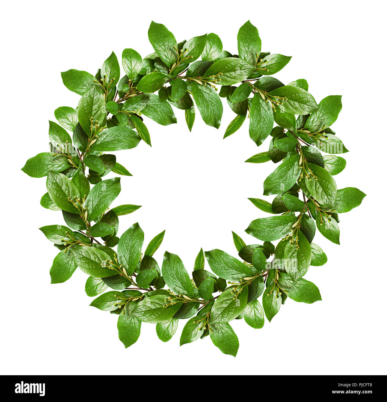 Couronne de printemps avec des feuilles vertes et des petits boutons de fleurs isolé sur fond blanc. Mise à plat. Banque D'Images