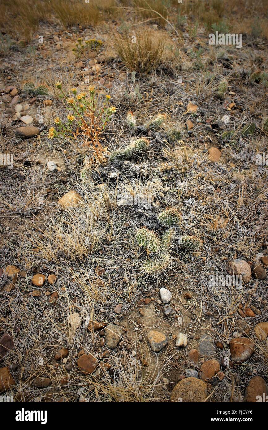 Paysage des Prairies Banque D'Images