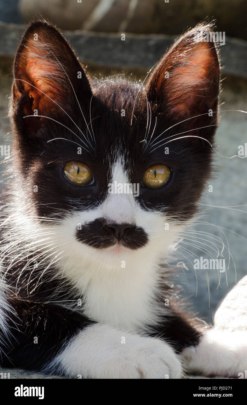 Portrait d'un chaton noir et blanc avec une moustache noire looking at camera Banque D'Images