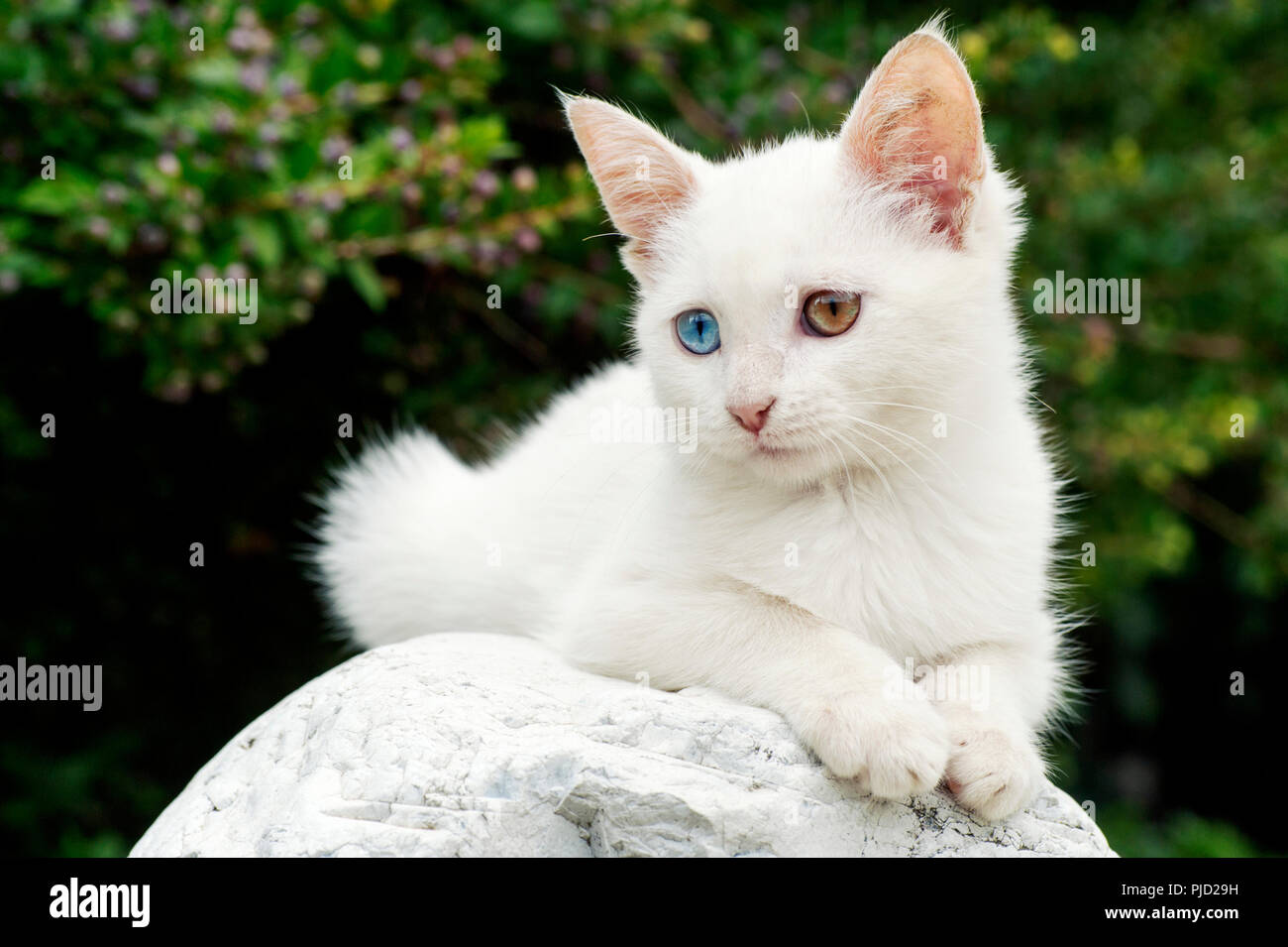 Un beau blanc aux yeux impairs chaton couché sur une pierre à l'extérieur Banque D'Images