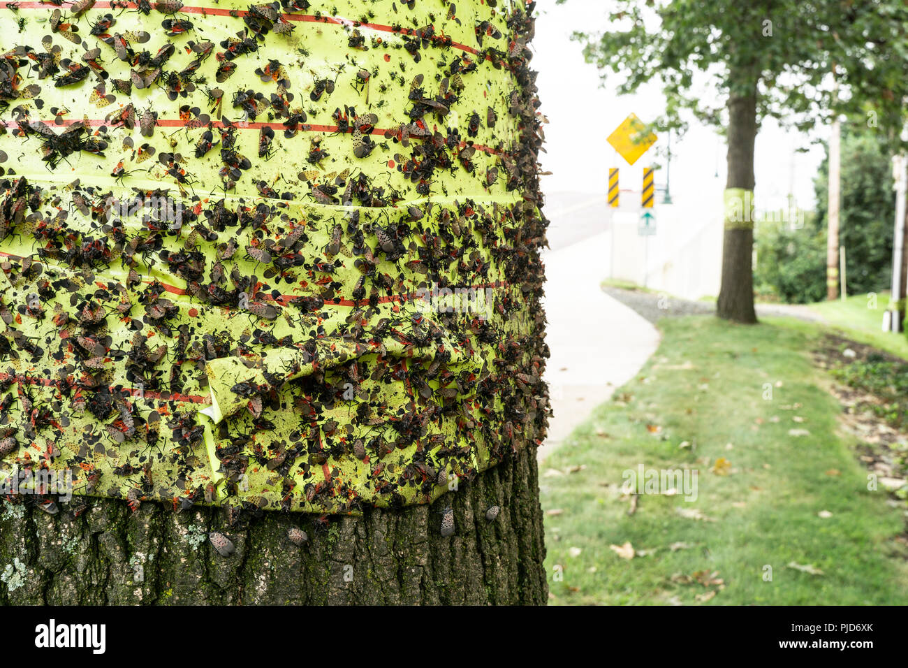 Vu Lanternfly comté de Berks, en Pennsylvanie Banque D'Images