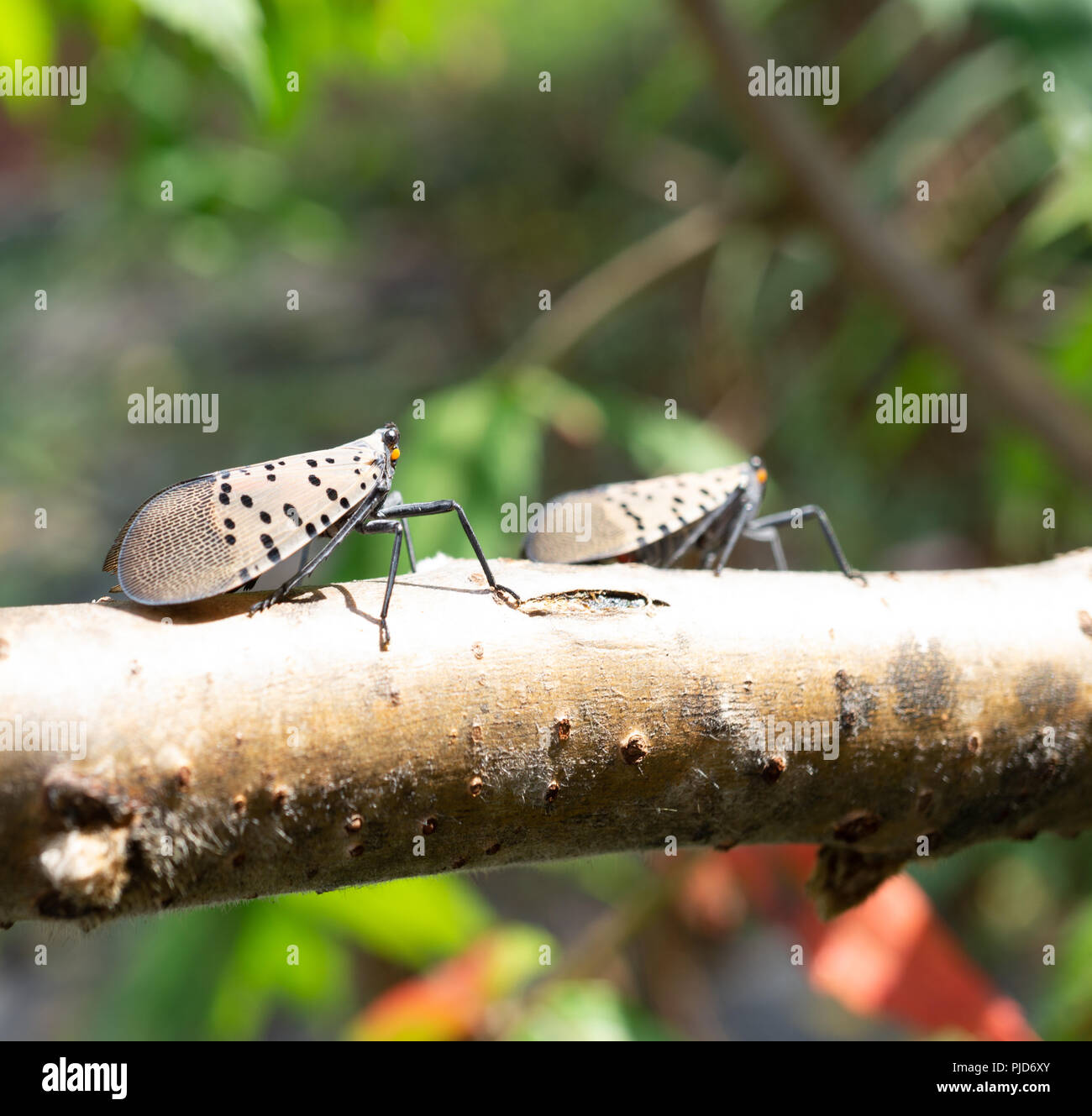 Vu Lanternfly comté de Berks, en Pennsylvanie Banque D'Images