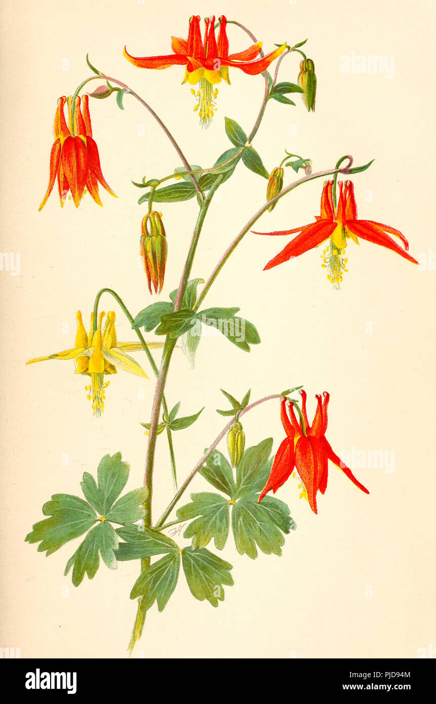 L'ancolie, Aquilegia formosa, Fisch, Sitka, Alaska, 1900 Banque D'Images