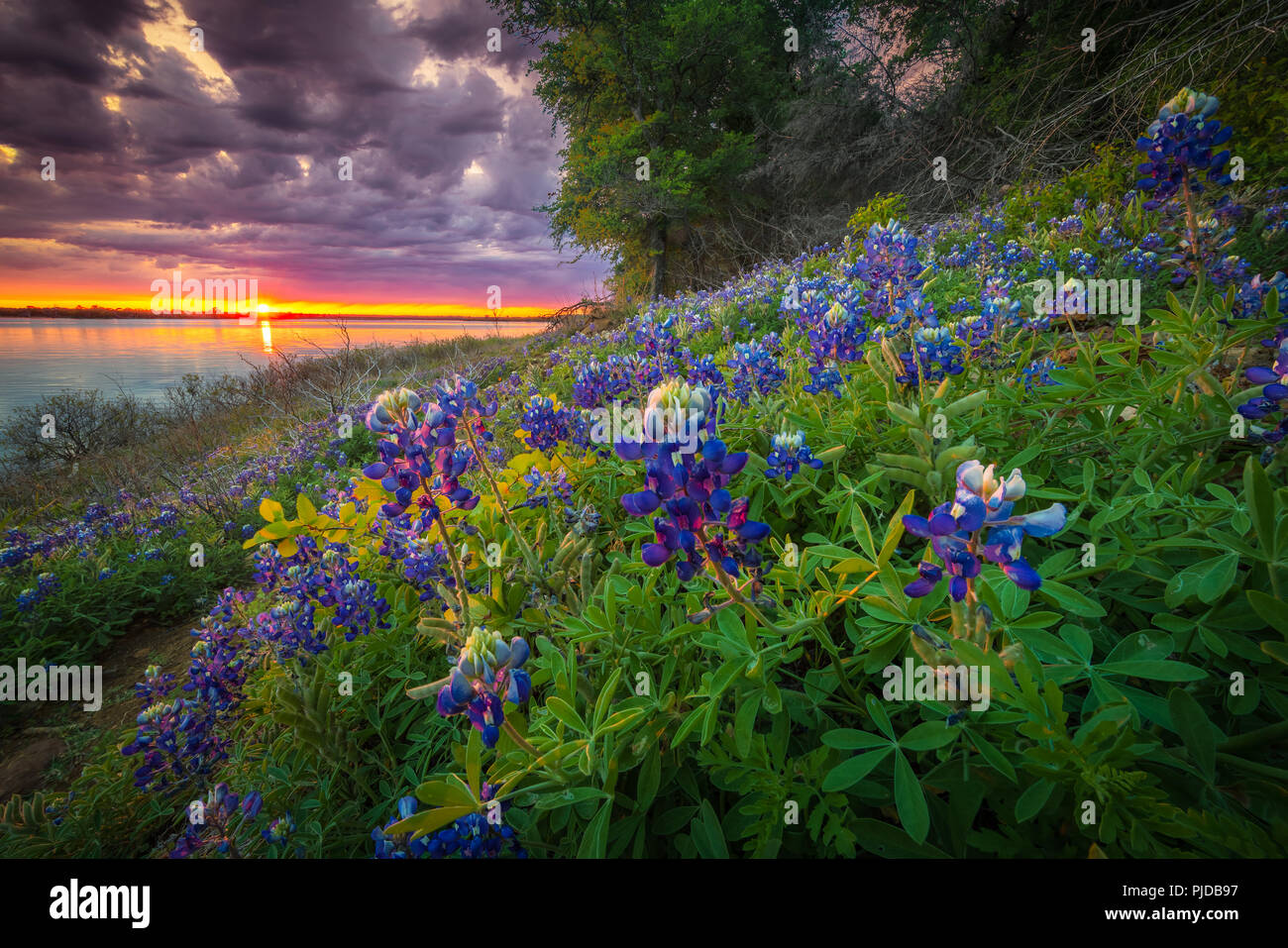 Bluebonnets à Grapevine Lake dans la région de North Texas. Lupinus texensis, le Texas bluebonnet, est une espèce de lupin endémique au Texas. Banque D'Images