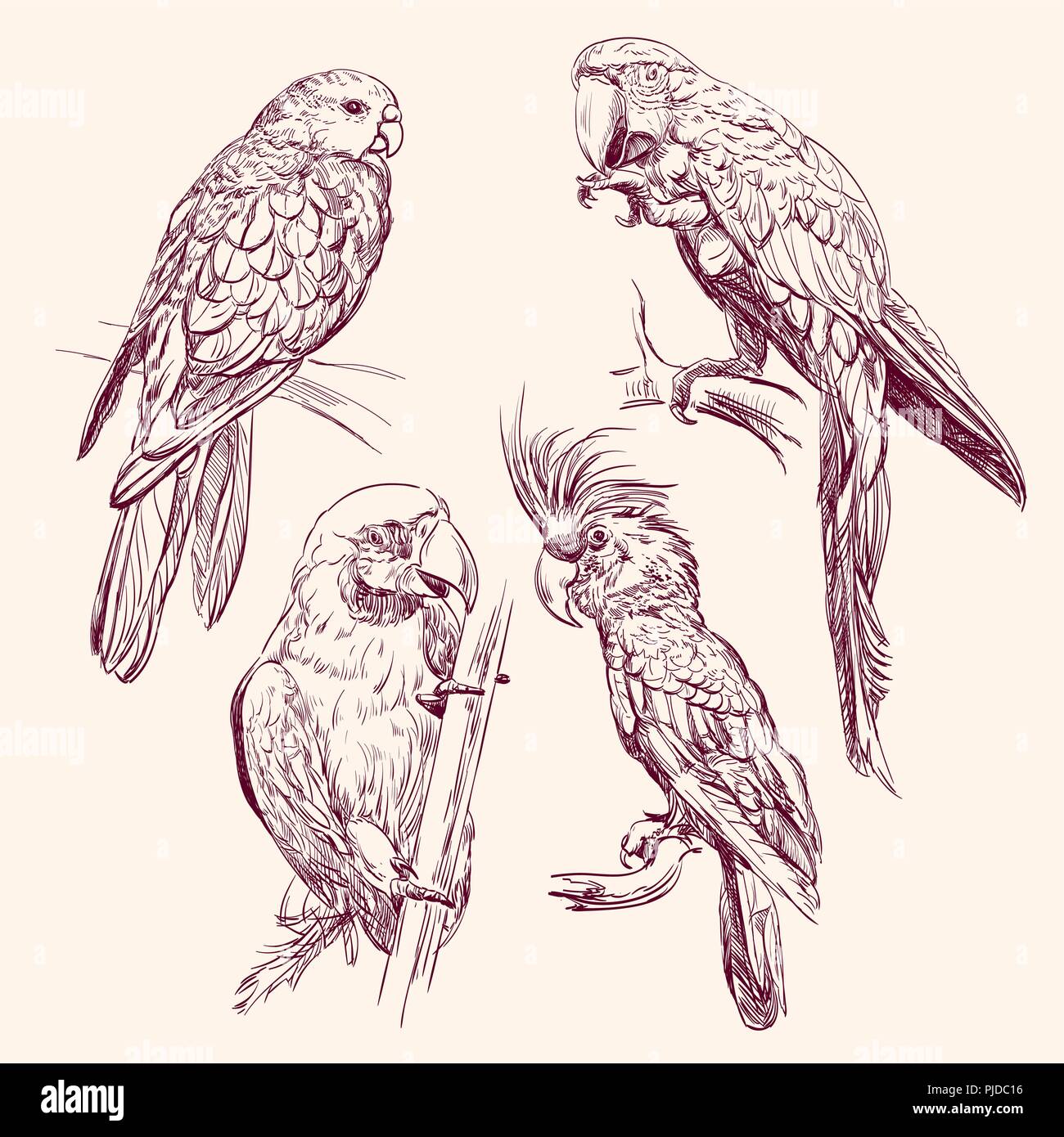 Parrot set hand drawn vector illustration isolé Illustration de Vecteur
