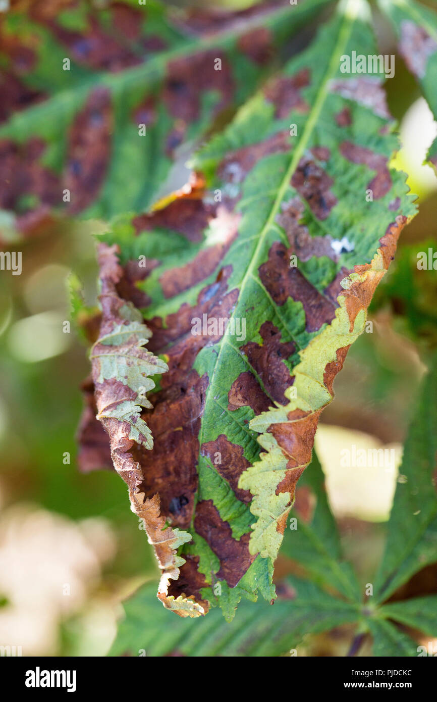 Closeup d'endommager les feuilles du châtaignier miner espèce