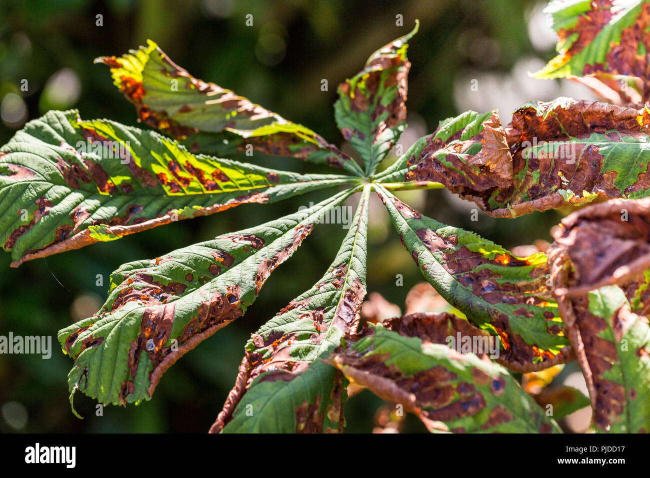 Dommage pour les feuilles du châtaignier miner espèce Cameraria
