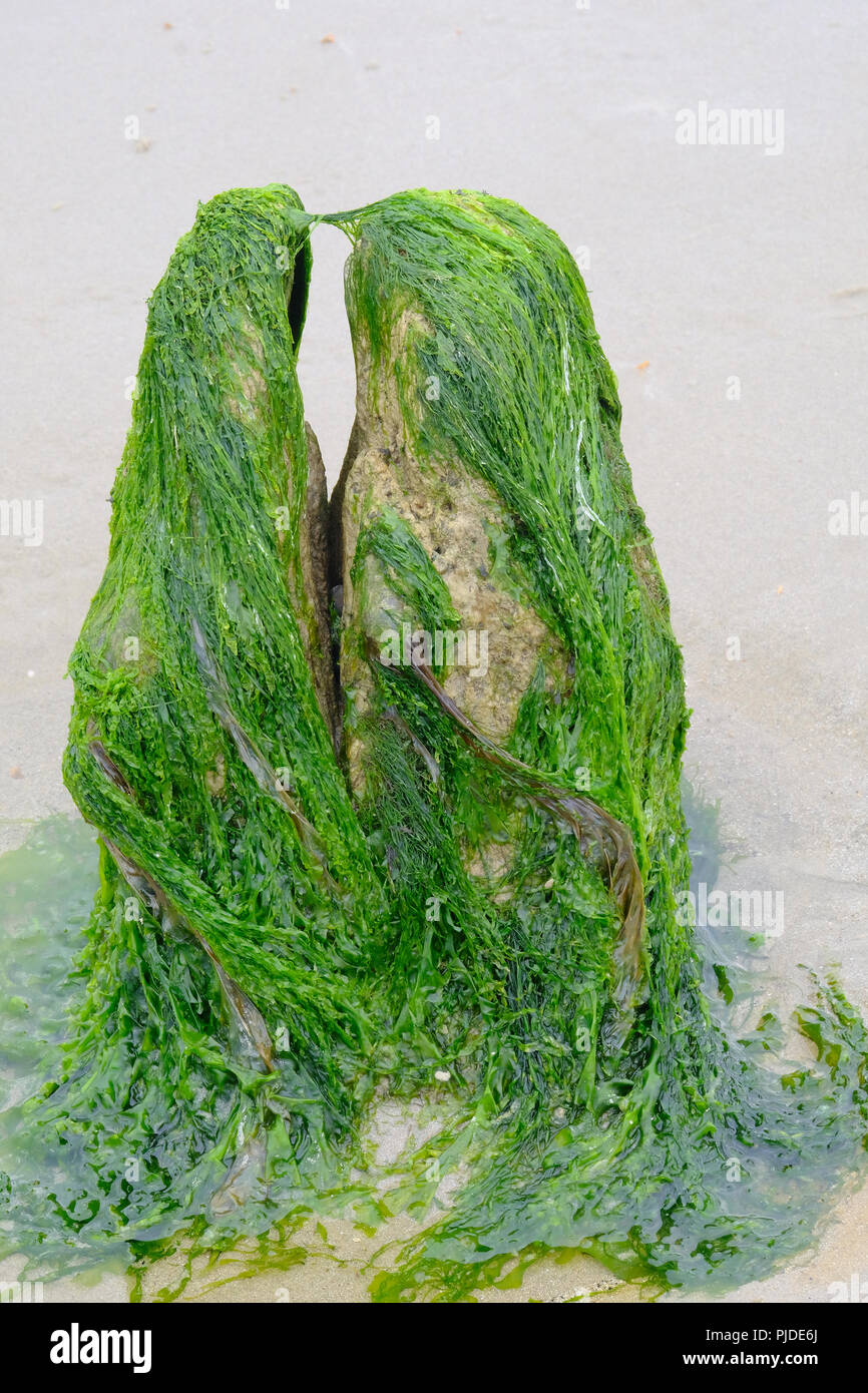 Split bois épis couverts d'algues sur la plage donnant l'apparence de deux rochers s'embrasser Banque D'Images