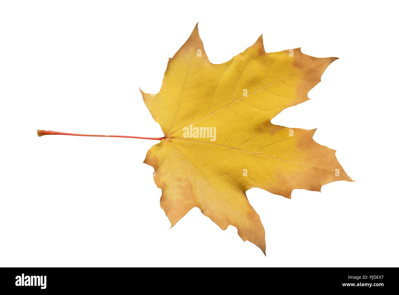 Feuille d'érable jaune sec isolated on white Banque D'Images