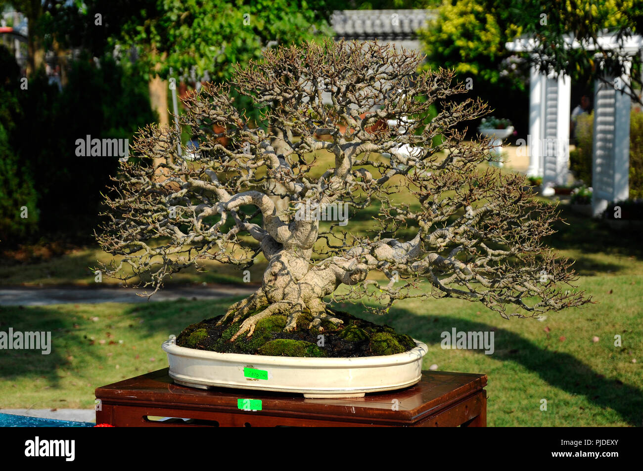 Bonsai tree pour afficher en public dans le jardin royal Floria Putrajaya Putrajaya, Malaisie. Banque D'Images