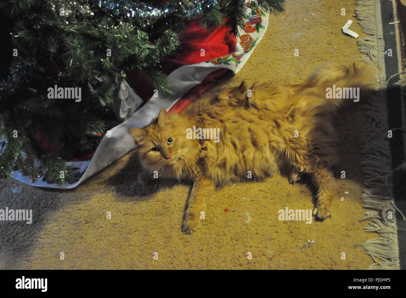 Orange American long-hair cat, Simba, by Christmas Tree Banque D'Images