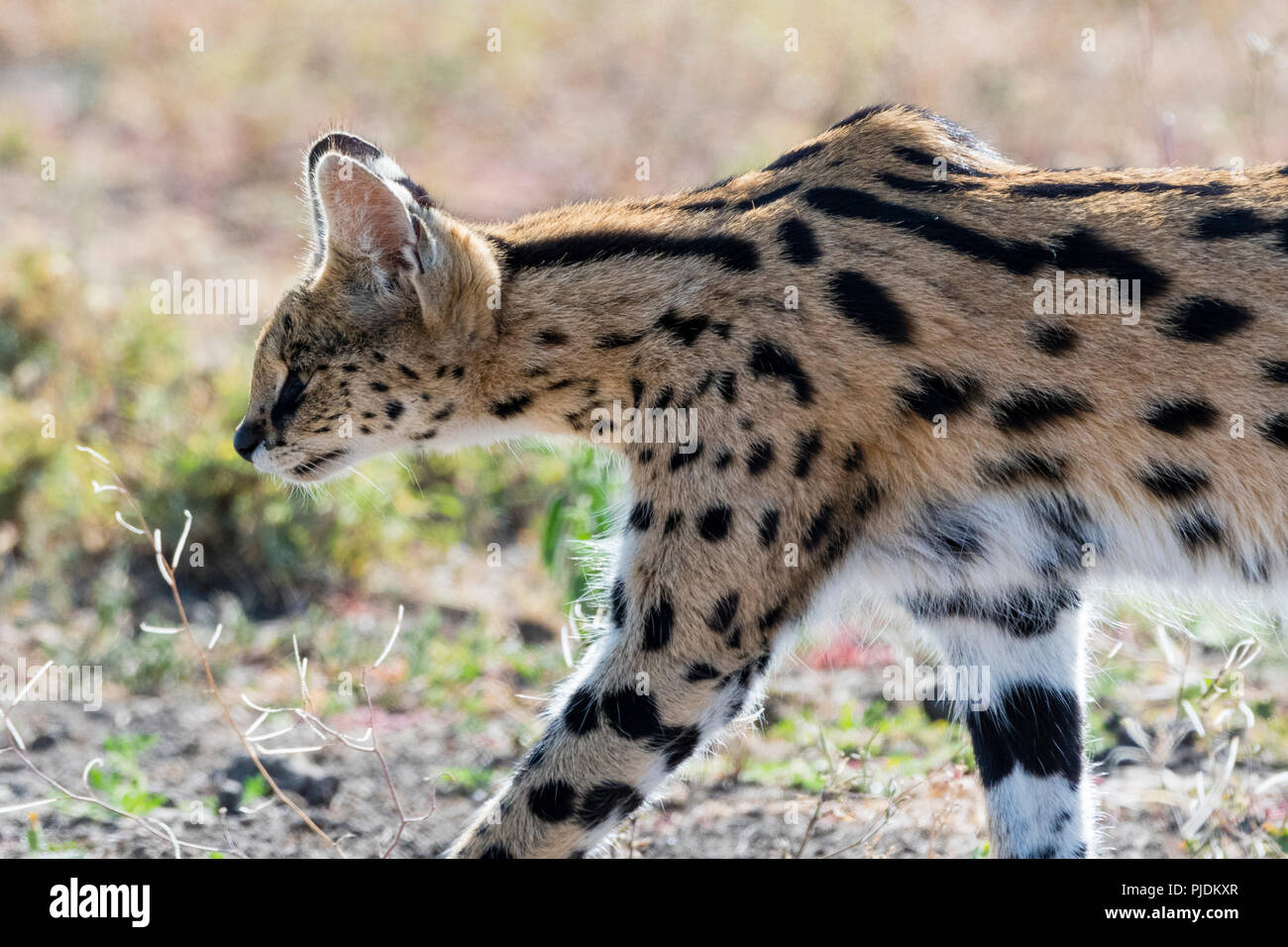 Serval (Leptailurus serval), Ngorongoro Conservation Area, Ndutu Serengeti, Tanzanie, Banque D'Images