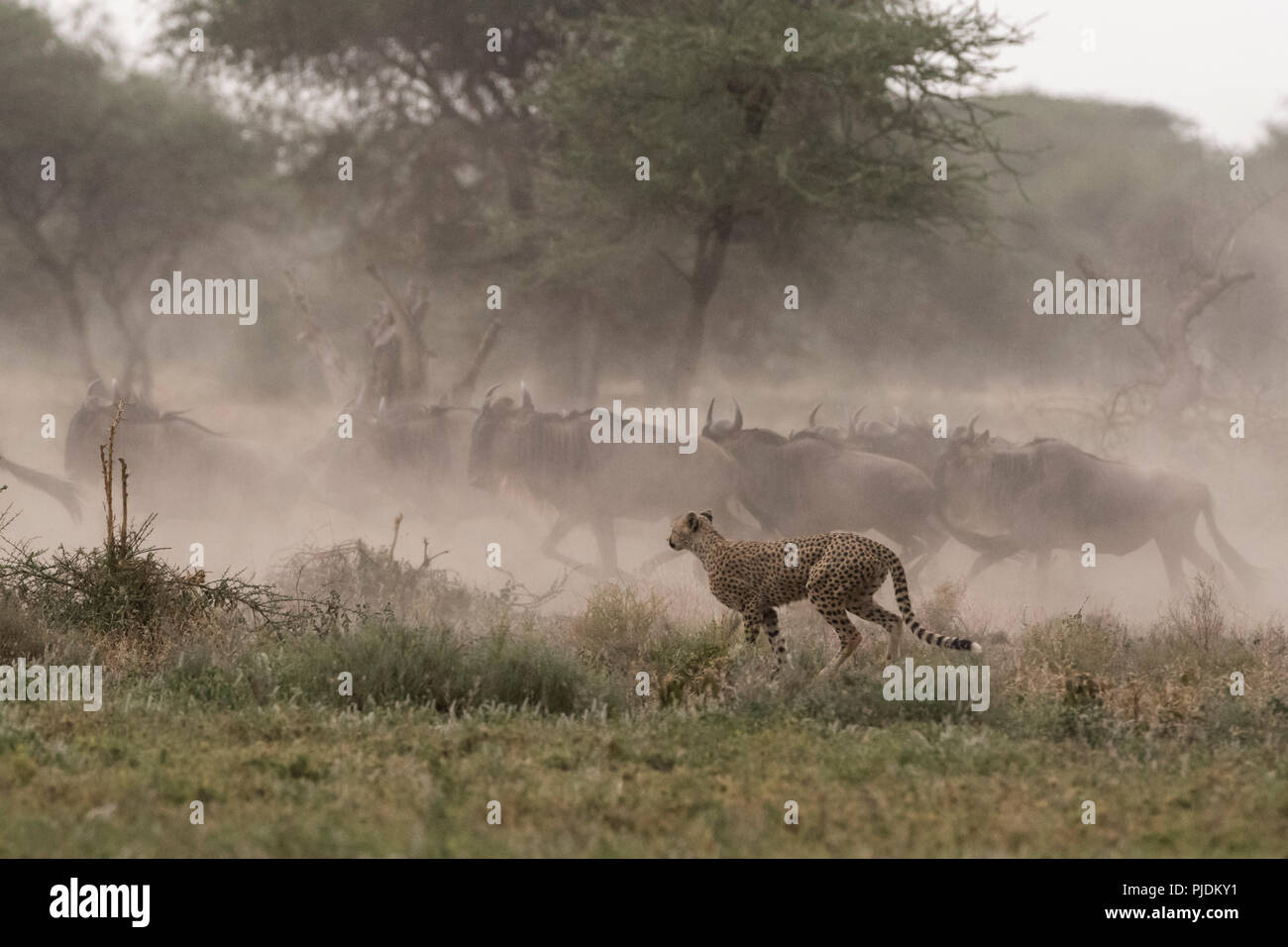 La chasse au guépard, gnous bleus, Ndutu Serengeti, Ngorongoro Conservation Area, Tanzania Banque D'Images