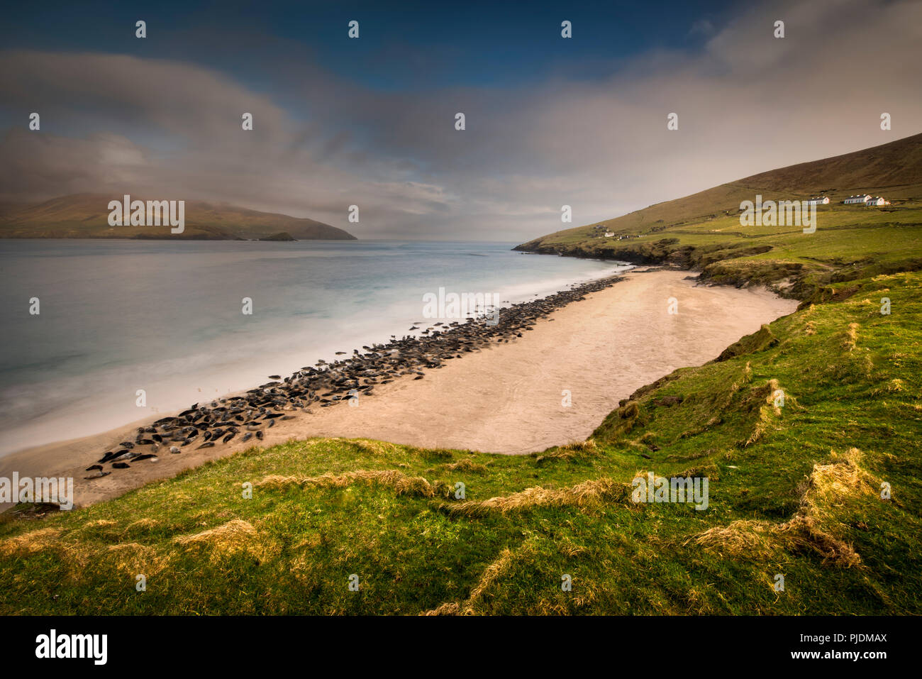 Colonie de phoques gris sur une grande plage de Blasket, Îles Blasket, Irlande Banque D'Images