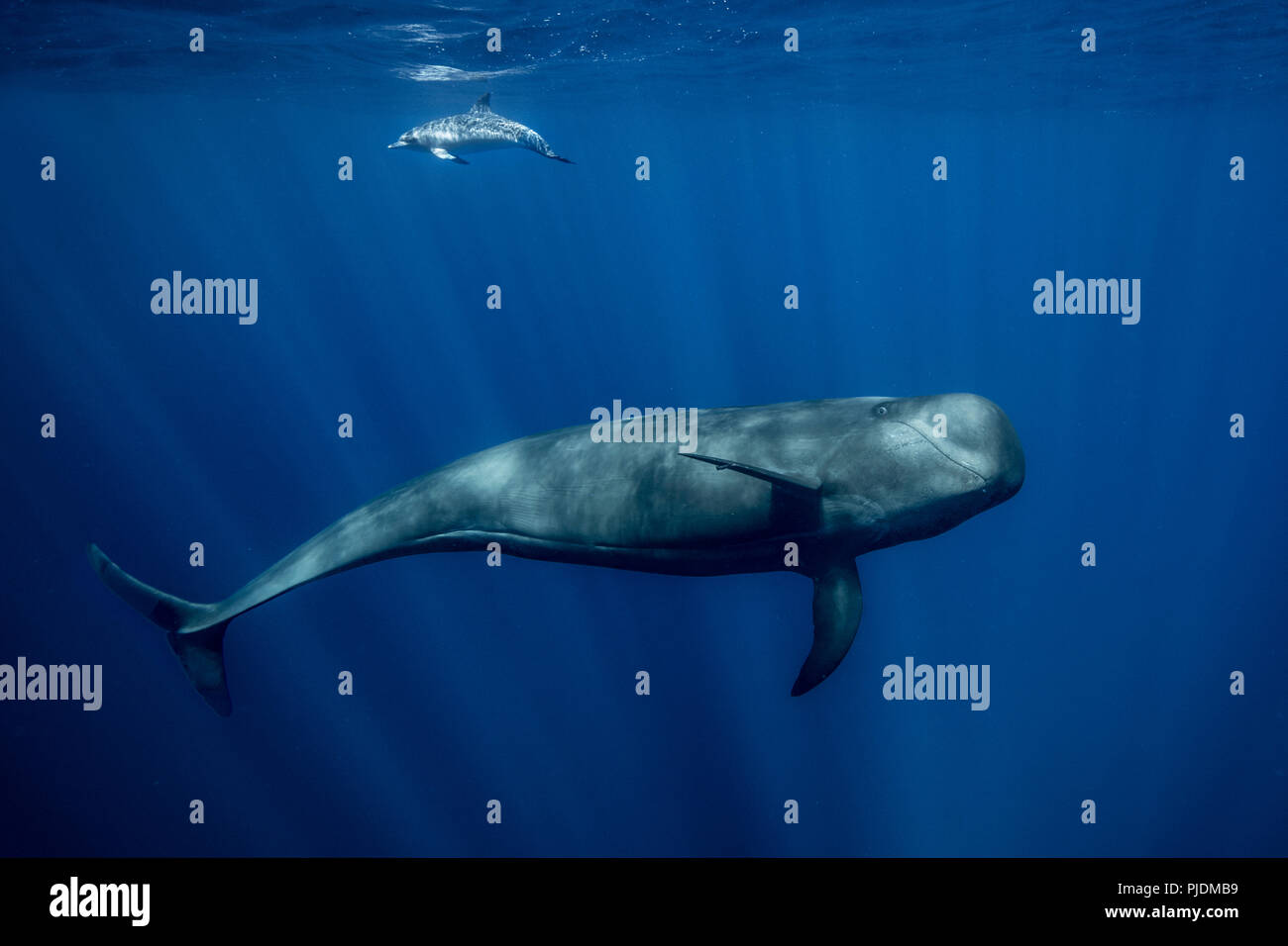 La baleine pilote avec dauphin tacheté de l'Atlantique, au sud de Tenerife Banque D'Images