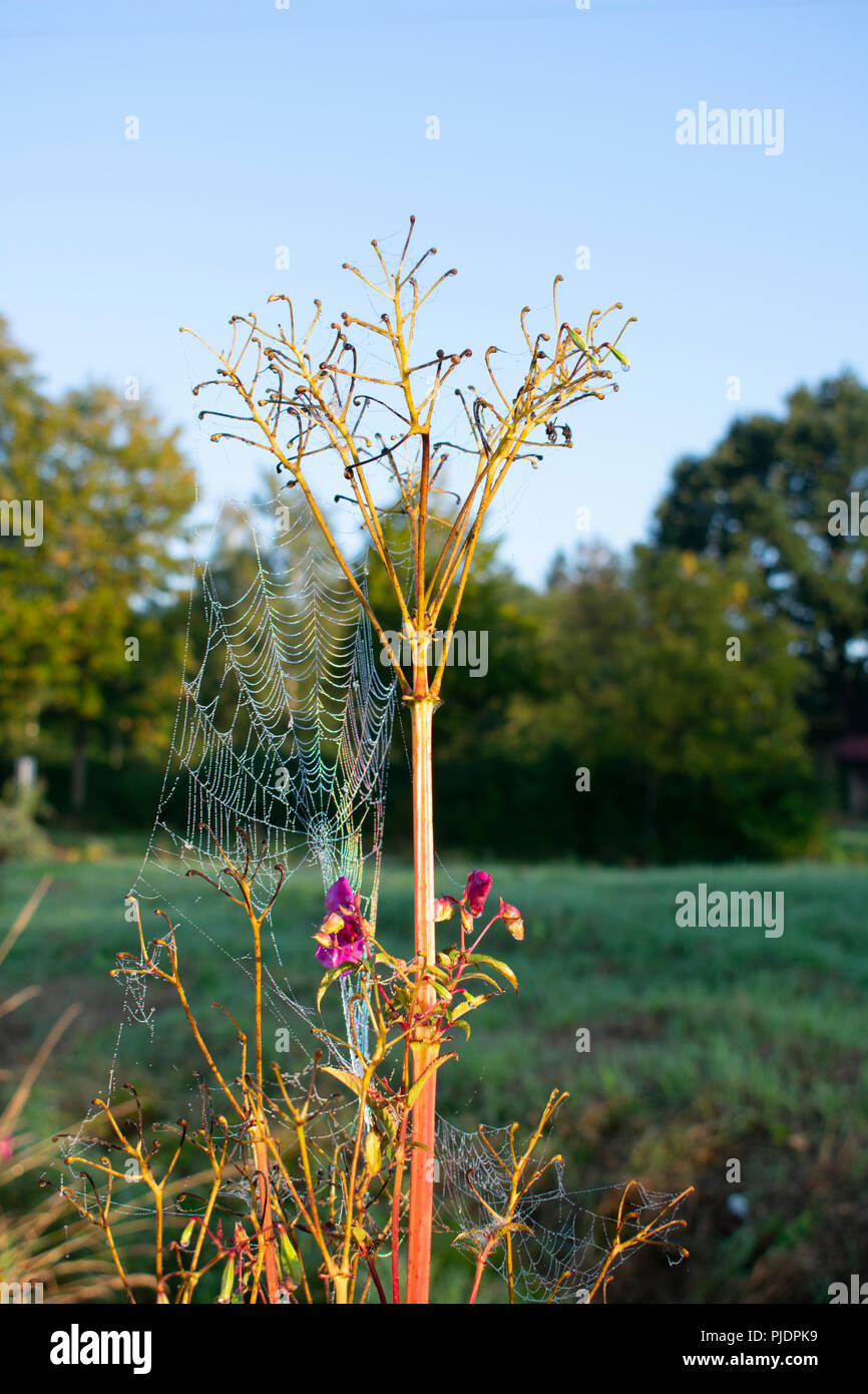 Indian balsam (¡glandulÃ-fera Impà tiens) avec Spider web et la rosée du matin dans la lumière du soleil. Emplacement : Allemagne, la Rhénanie du Nord-Westphalie Banque D'Images Indian balsam (¡glandulÃ-fera Impà tiens) avec Spider web et la rosée du matin dans la lumière du soleil. Emplacement : Allemagne, la Rhénanie du Nord-Westphalie Banque D'Images