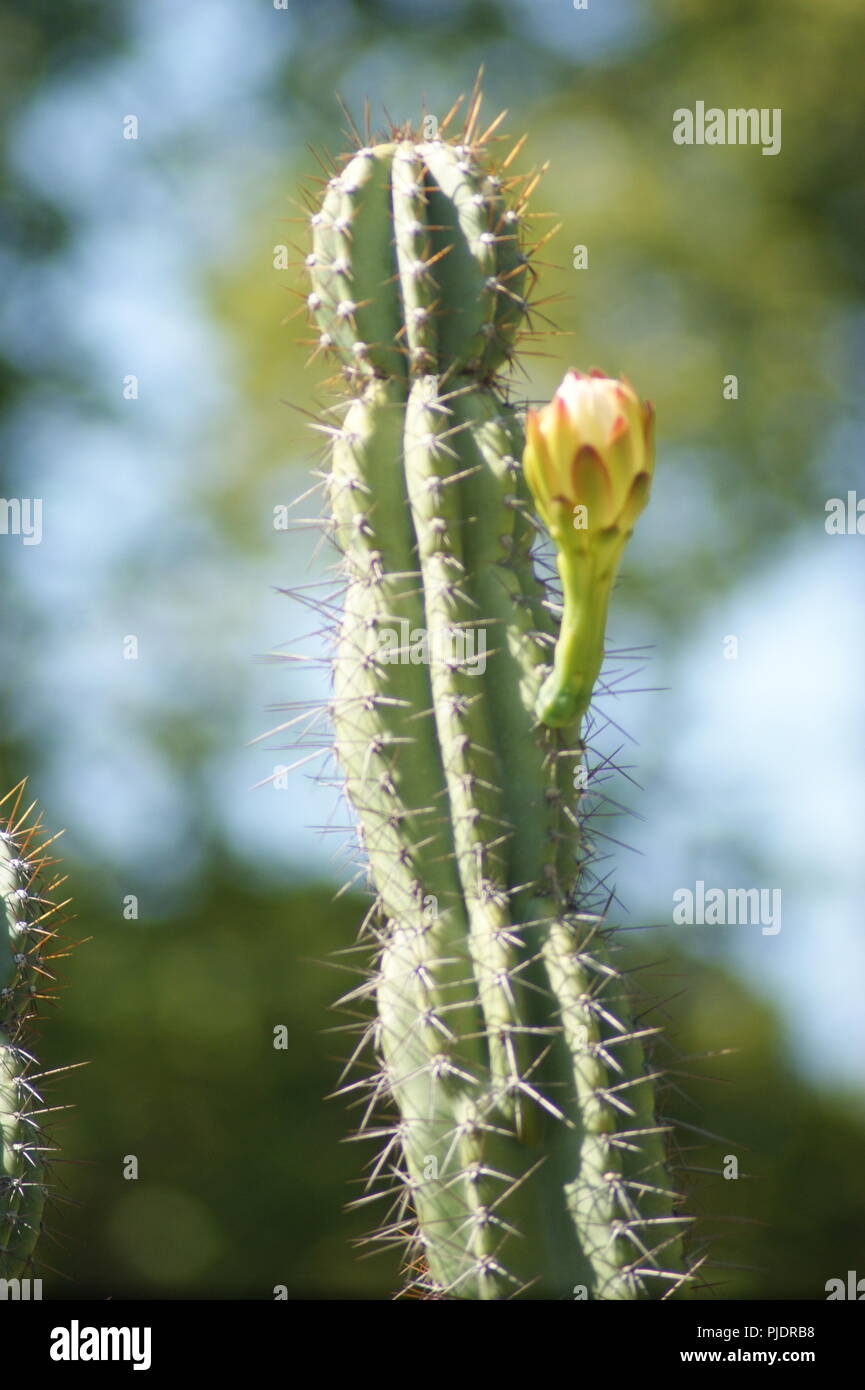 Gros plan de fleurs de cactus jaune, close-up of cactus jaune fleurs, kaktusgelben Nahaufnahme der Blüten, Primer Plano de flores amarillas de t u v w x y z #  Banque D'Images