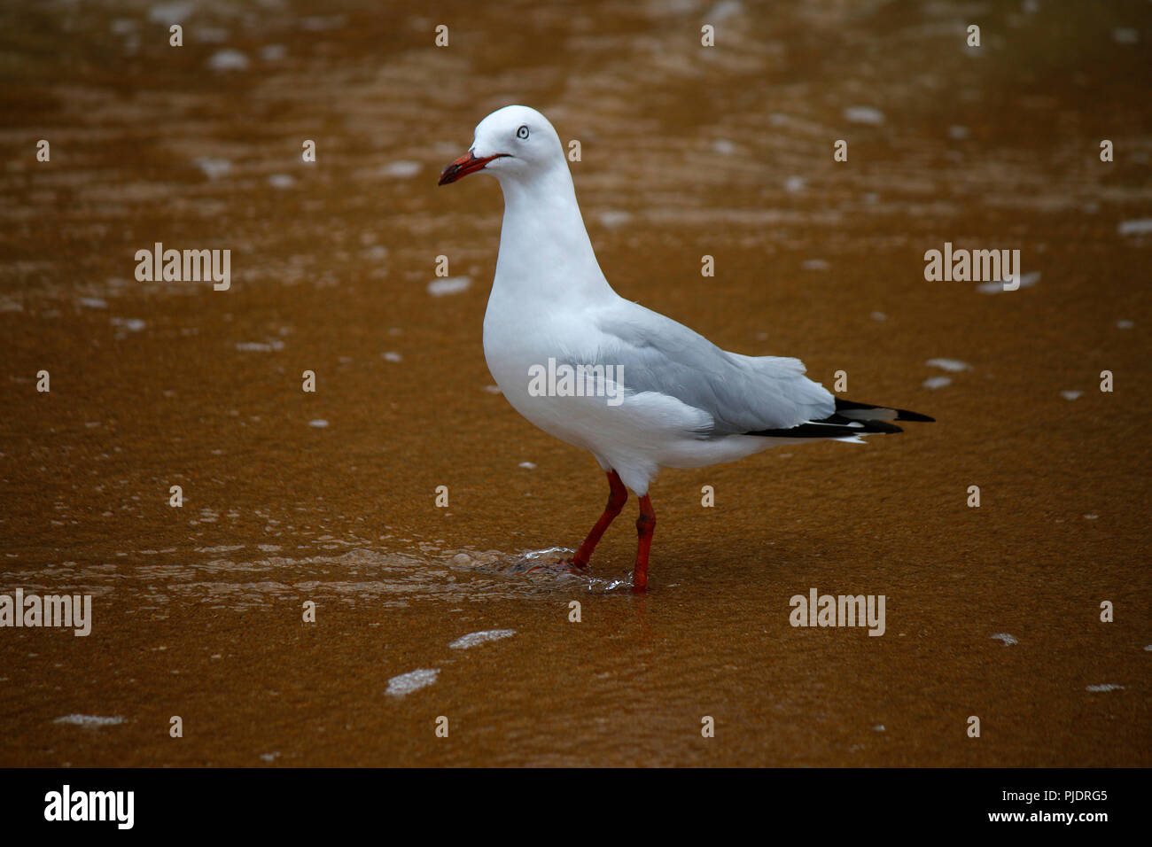 Seemoewe, Port Campbell, Port Campbell National Park, en Australie. Banque D'Images