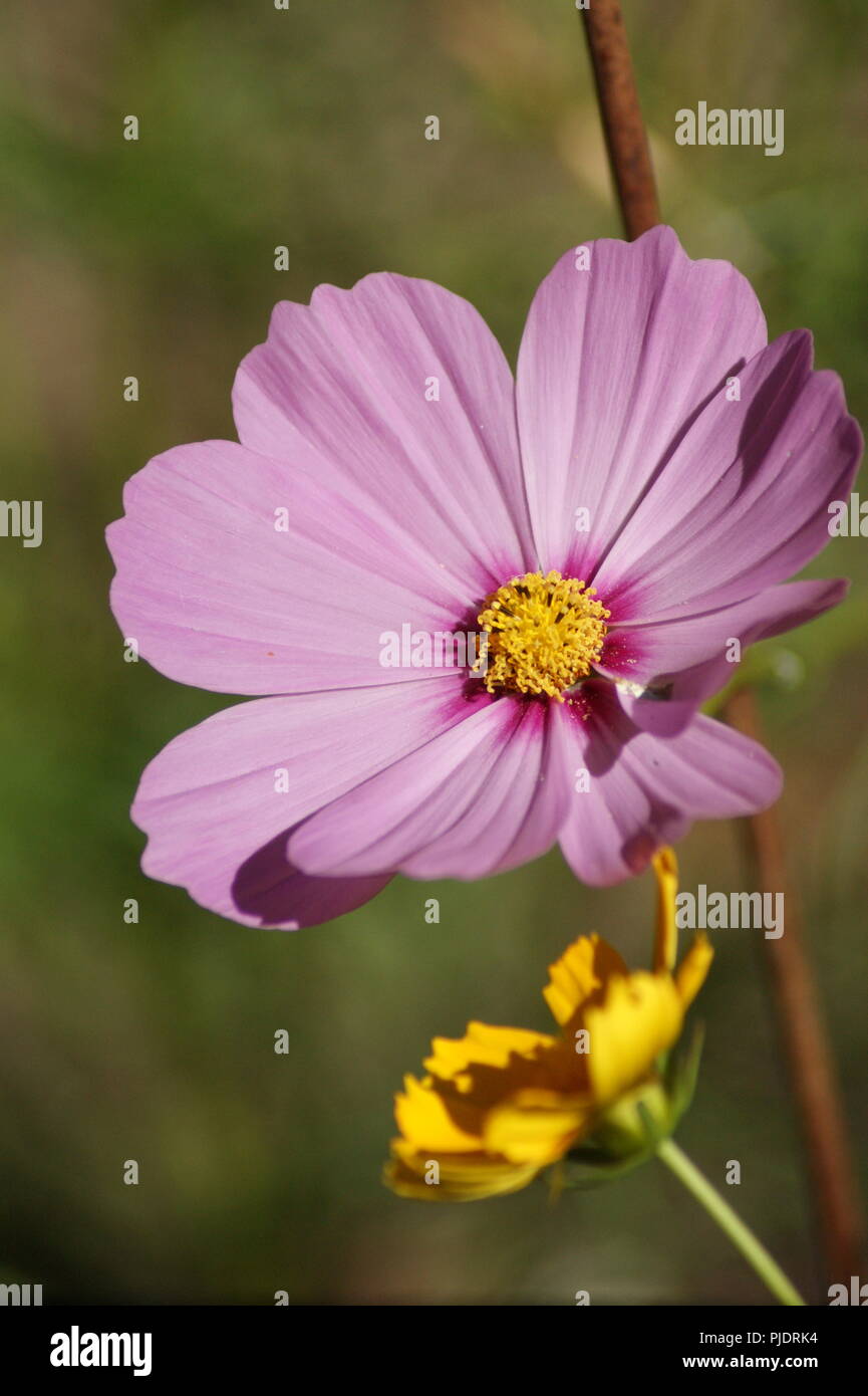 Macro de fleur de rose Cosmos bipinnatus asteraceae, close-up of pink flower Cosmos bipinnatus asteraceae, Kosmosblüte Bipinnatu Nahaufnahme der rosa Banque D'Images