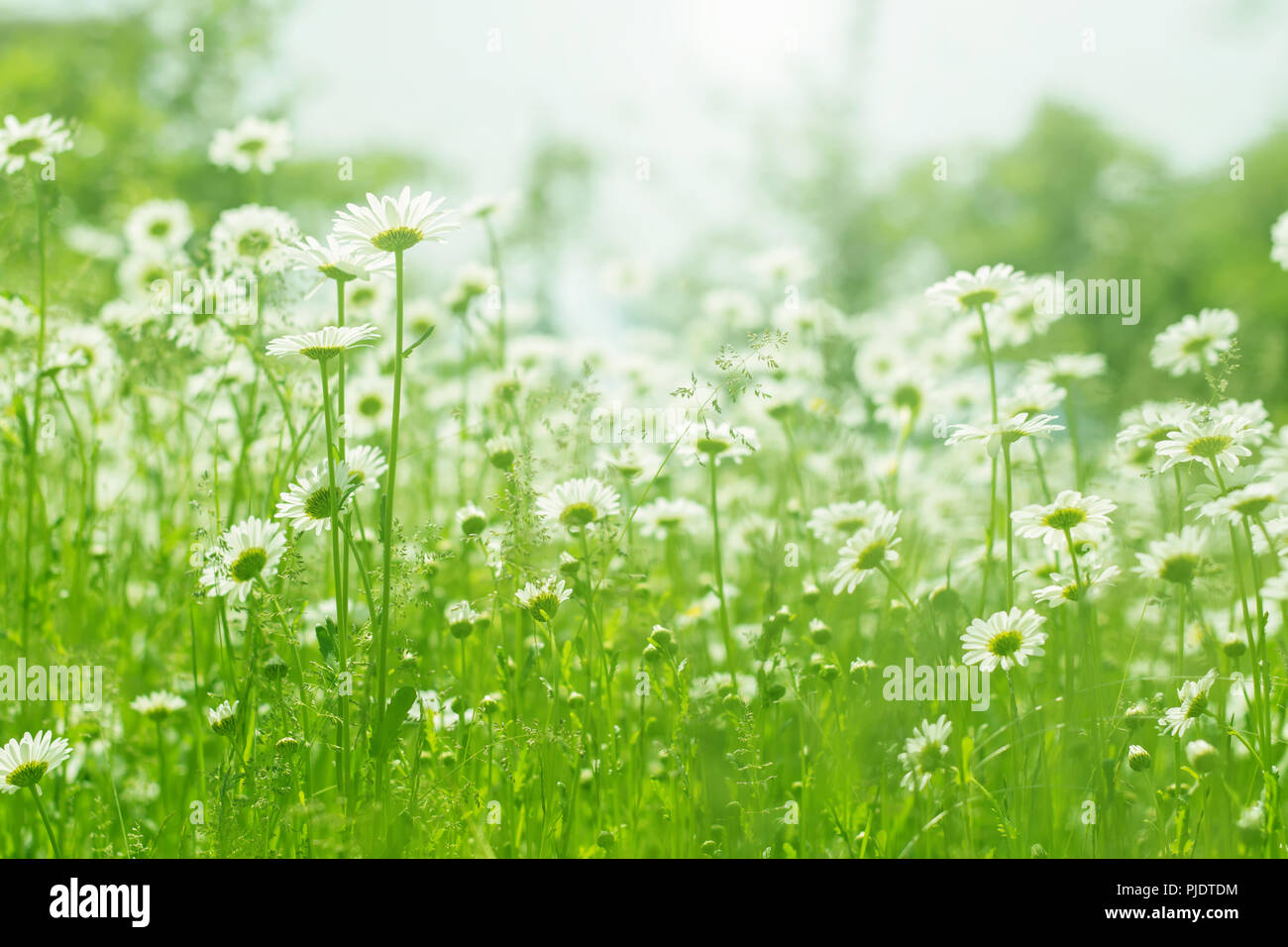 Champ De Fleurs De Camomille Du Soleil Marguerites D Ete Belle Scene De La Nature De Fleurs De Camomille Medical Fond Beau Floral Printemps Daisy Photo Stock Alamy