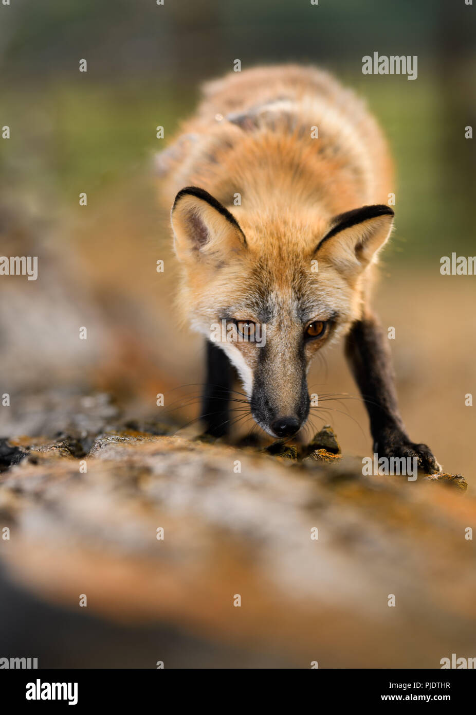 Red Fox marche sur un vieux journal en décomposition, à la recherche de quelque chose à manger Banque D'Images