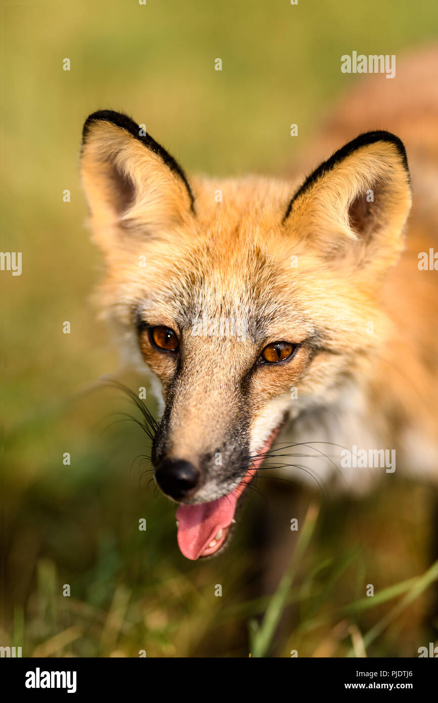 Portrait of a red fox sur le ranch d'Andie au Montana Banque D'Images