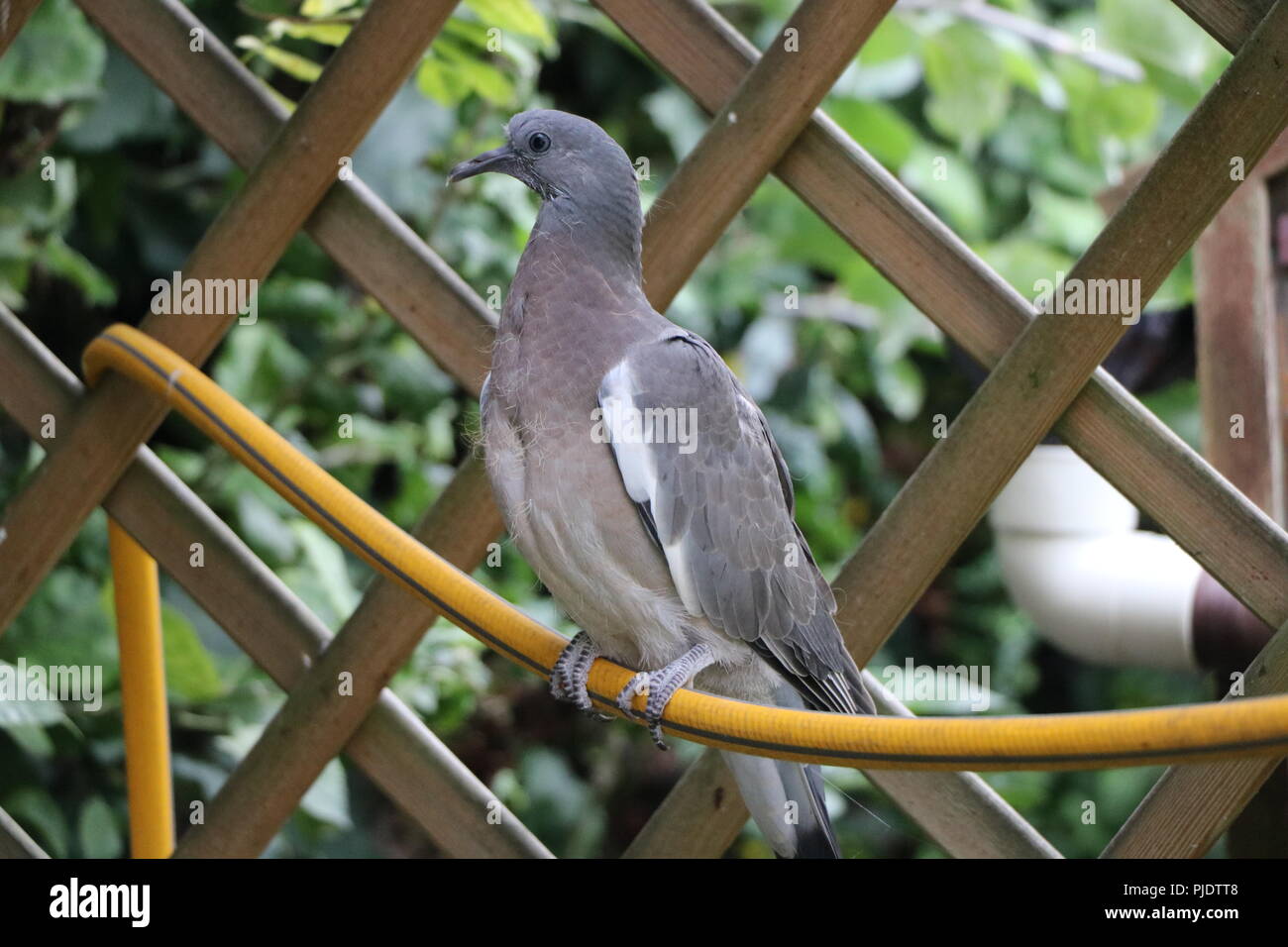 Un jeune pigeon ramier assis sur un tuyau dans un jardin sous une tonnelle. Banque D'Images