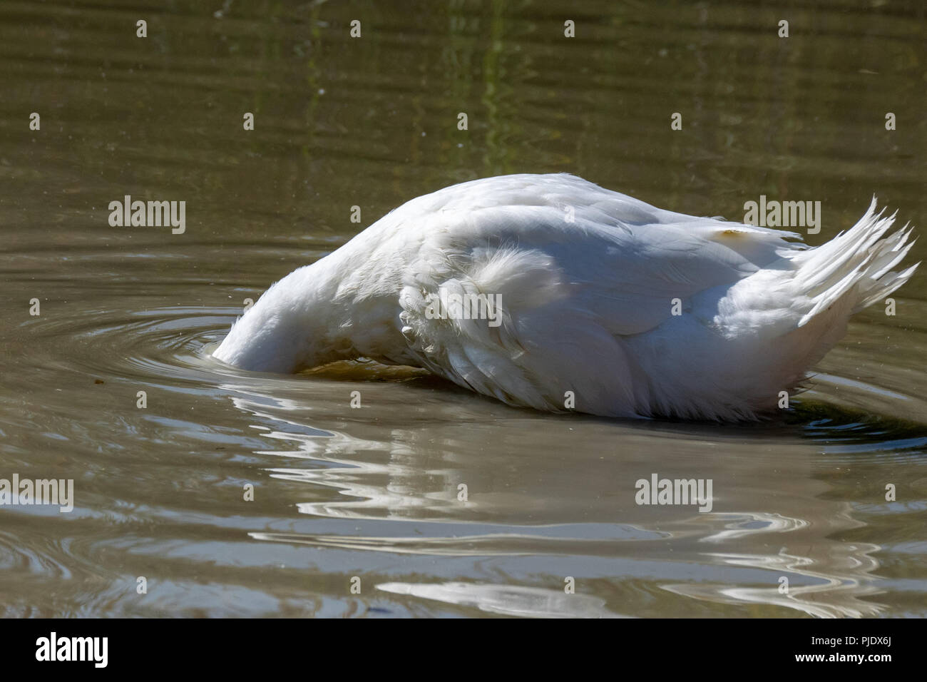 Grand canard blanc de lourdes avec la tête en dessous du niveau de la surface de l'eau à la recherche de nourriture Banque D'Images